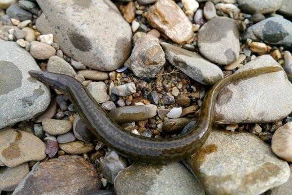野生泥鰍和養殖泥鰍的區別是什么 泥鰍的養殖前景