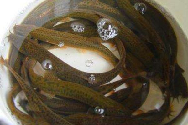 野生泥鰍和養殖泥鰍的區別是什么 泥鰍的養殖前景