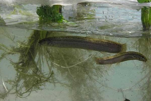 野生泥鰍和養殖泥鰍的區別是什么 泥鰍的養殖前景