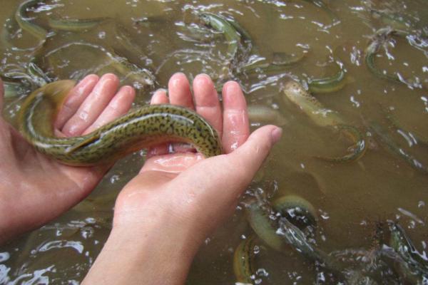 野生泥鰍和養殖泥鰍的區別是什么 泥鰍的養殖前景