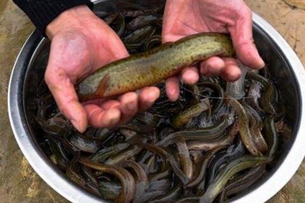 野生泥鰍和養殖泥鰍的區別是什么 泥鰍的養殖前景
