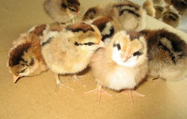 土雞苗怎么養 土雞苗吃什么