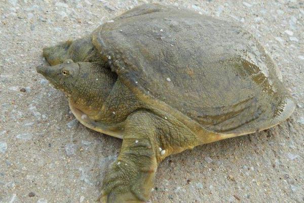 甲魚苗怎么養(yǎng) 甲魚苗吃什么 甲魚苗哪里有賣