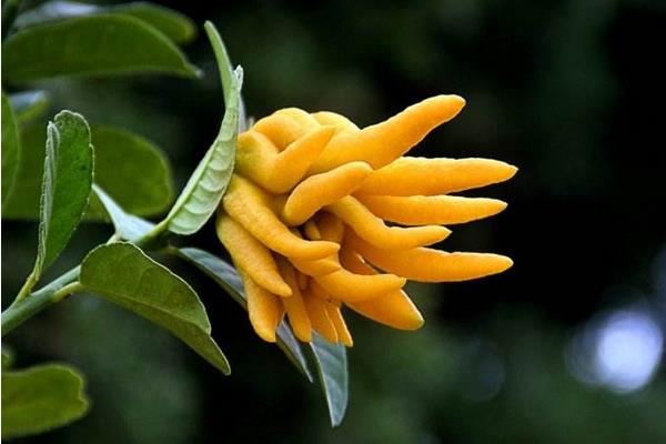 佛手柑是什么味道 新鮮的生佛手柑怎么吃