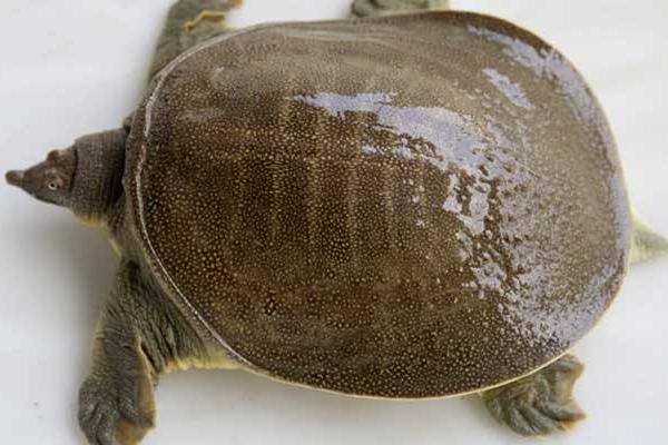 甲魚養(yǎng)殖多久能上市賣 養(yǎng)3000只甲魚要多少成本