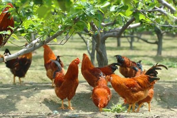 土雞怎么養 散養土雞養殖技術