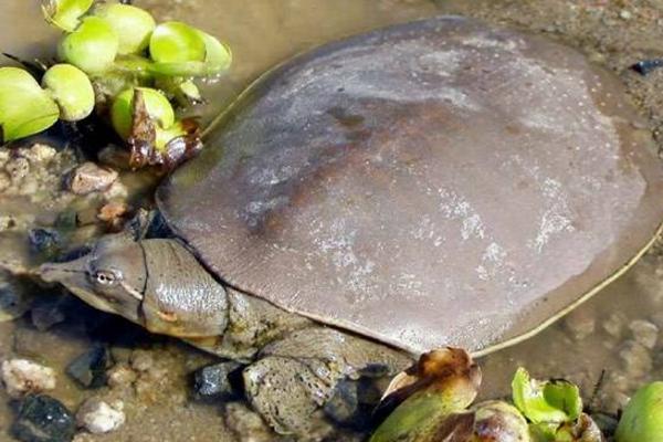 野生甲魚是保護動物嗎 賣野生甲魚犯法嗎