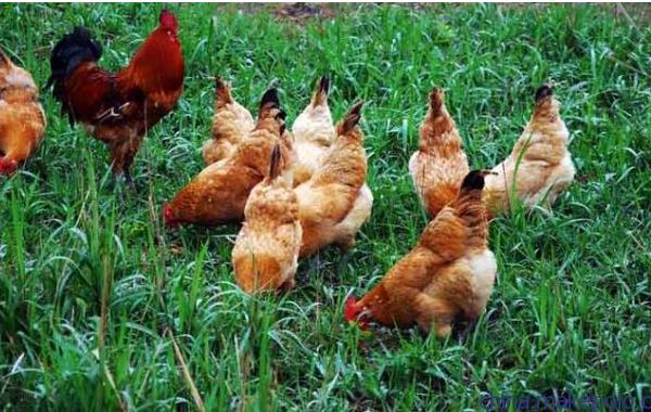 土雞怎么養 散養土雞養殖技術