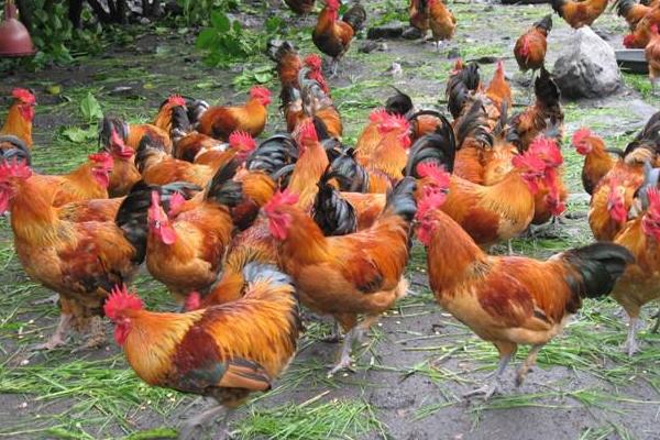 土雞怎么養 散養土雞養殖技術