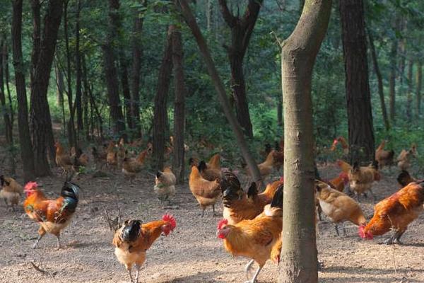 土雞怎么養 散養土雞養殖技術