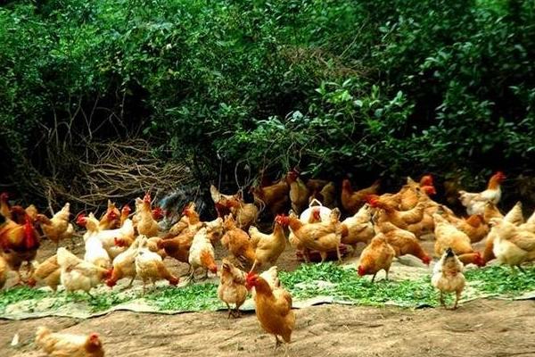 土雞怎么養 散養土雞養殖技術