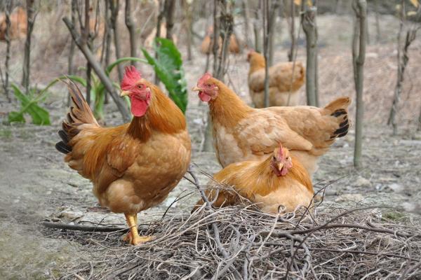 怎樣散養土雞 散養土雞的雞舍建造方法