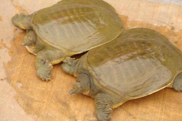 野生甲魚生活在什么地方 怎樣捕捉野生甲魚