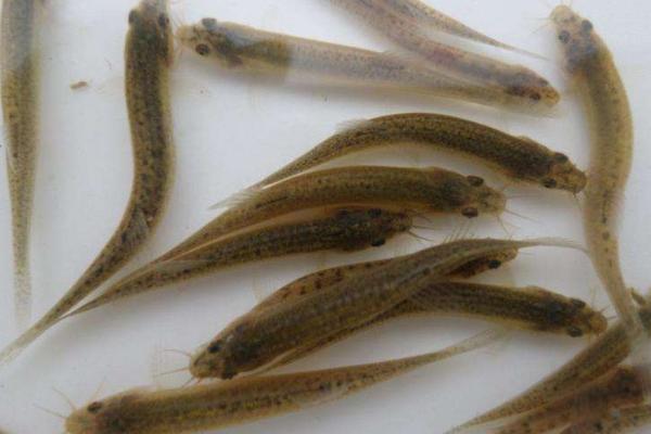 泥鰍苗市場價格多少錢一斤 一畝能養多少泥鰍苗