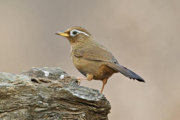 畫眉鳥不叫怎么辦 畫眉鳥老不起性怎么辦