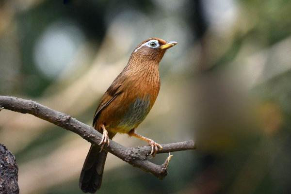 畫眉鳥吃什么 畫眉鳥食的最佳配方