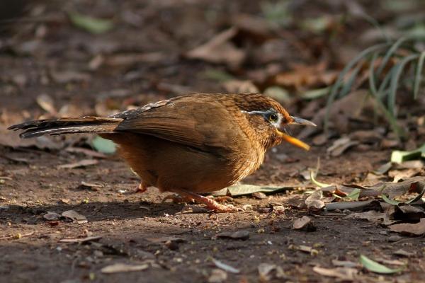 如何讓畫眉鳥迅速大叫 畫眉鳥練膽子的方法