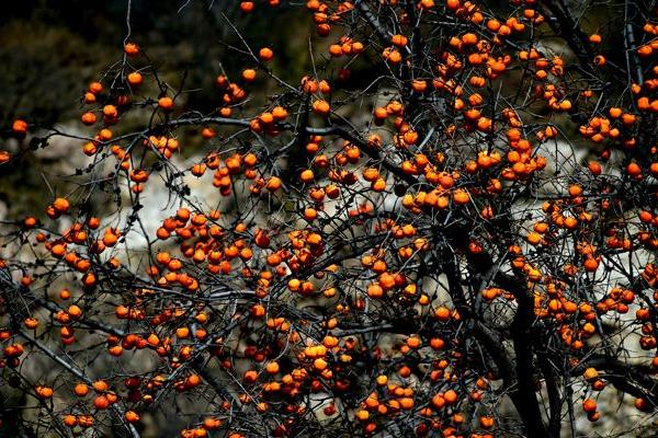 黑棗和紅棗的區(qū)別是什么 黑棗和紅棗哪個好