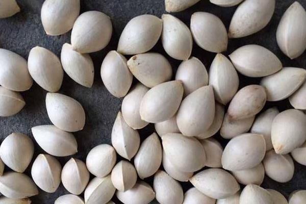 白果市場價格多少錢一斤 白果有什么好處