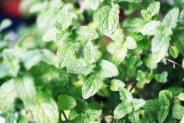 留蘭香薄荷的功效與作用 留蘭香的營養(yǎng)價值