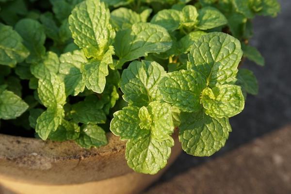 薄荷減肥方法 薄荷如何食用可以減肥