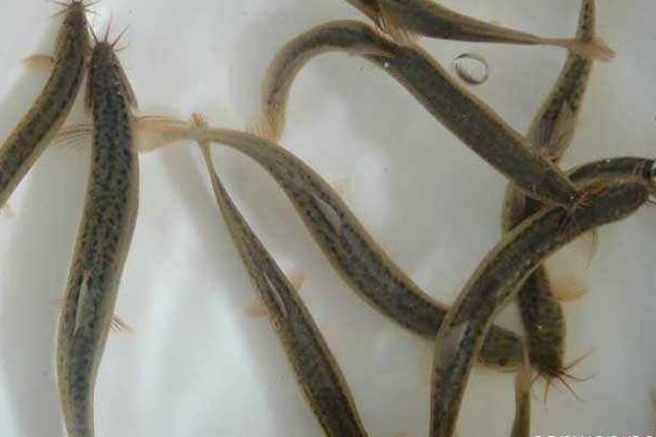 泥鰍養(yǎng)殖成本和利潤 泥鰍養(yǎng)殖一畝產(chǎn)多少斤