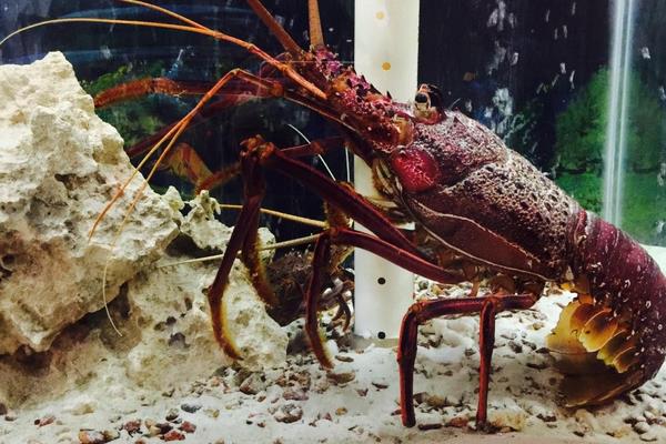 澳洲大龍蝦中國能養(yǎng)殖嗎 澳洲大龍蝦的養(yǎng)殖技術(shù)