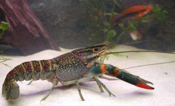 澳洲大龍蝦中國能養(yǎng)殖嗎 澳洲大龍蝦的養(yǎng)殖技術(shù)