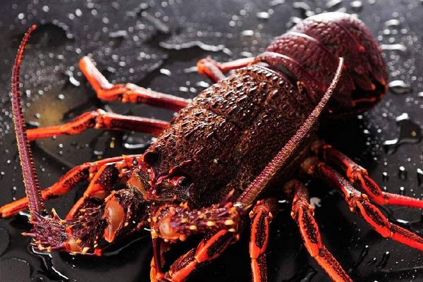 澳洲大龍蝦中國能養(yǎng)殖嗎 澳洲大龍蝦的養(yǎng)殖技術(shù)