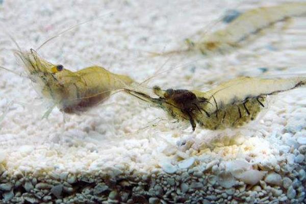 草蝦怎么養 草蝦養殖技術與注意事項