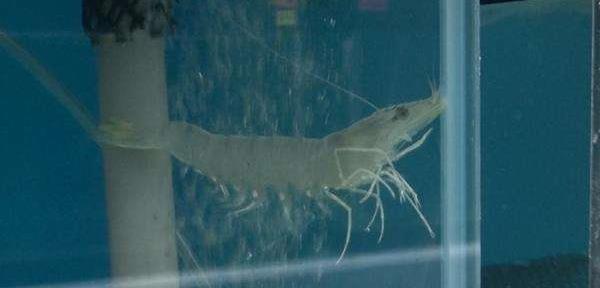 草蝦怎么養 草蝦養殖技術與注意事項