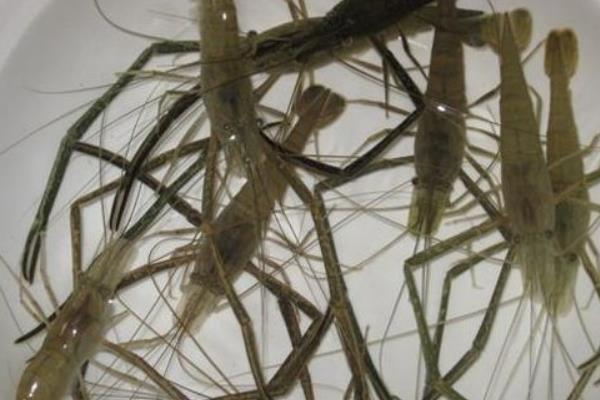 草蝦怎么養 草蝦養殖技術與注意事項