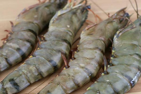 草蝦怎么養 草蝦養殖技術與注意事項