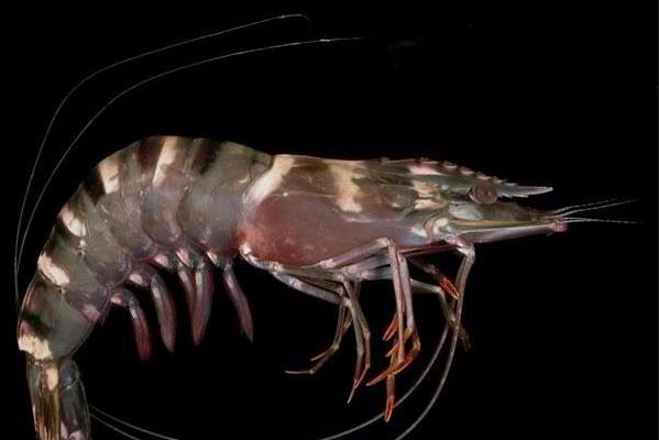 斑節(jié)對蝦市場價格多少錢一斤 斑節(jié)蝦養(yǎng)殖技術(shù)