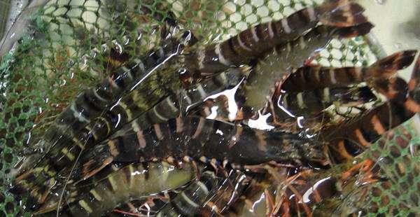 斑節對蝦市場價格多少錢一斤 斑節蝦養殖技術