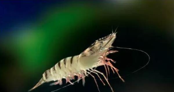 斑節對蝦市場價格多少錢一斤 斑節蝦養殖技術