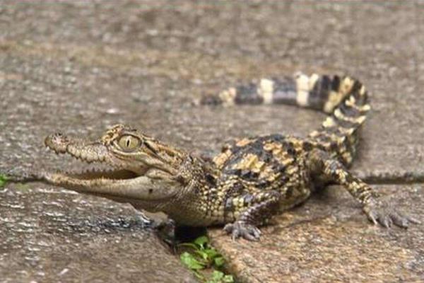 寵物鱷魚市場價格多少錢一只 寵物鱷魚能長多大