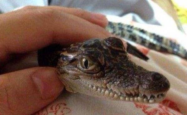 寵物鱷魚市場價格多少錢一只 寵物鱷魚能長多大