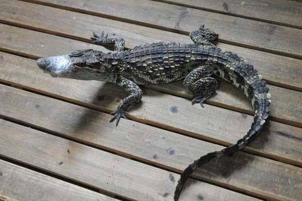 寵物鱷魚市場價格多少錢一只 寵物鱷魚能長多大