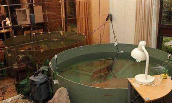 寵物鱷魚市場價格多少錢一只 寵物鱷魚能長多大