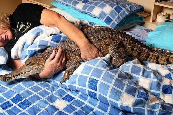 寵物鱷魚市場價格多少錢一只 寵物鱷魚能長多大