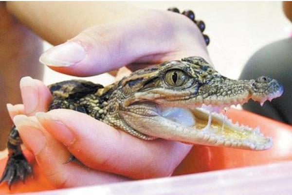 寵物鱷魚市場價格多少錢一只 寵物鱷魚能長多大
