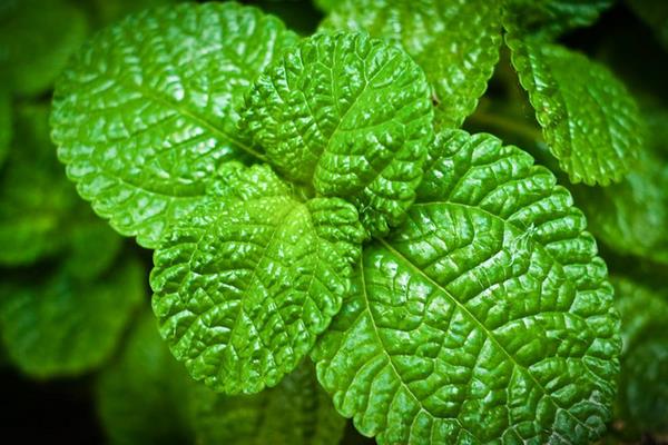 薄荷圖片大全 薄荷花語及寓意 薄荷種類大全