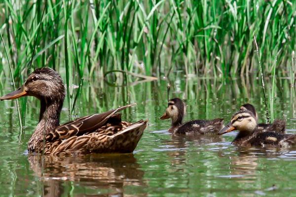 野鴨是國家保護動物嗎 野鴨屬于幾級保護動物