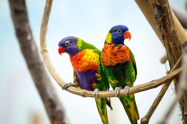 鸚鵡不吃食怎么辦 鸚鵡生病了怎么辦