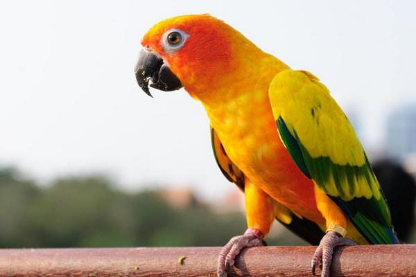 鸚鵡不吃食怎么辦 鸚鵡生病了怎么辦