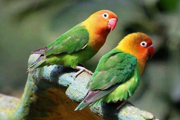 鸚鵡不吃食怎么辦 鸚鵡生病了怎么辦