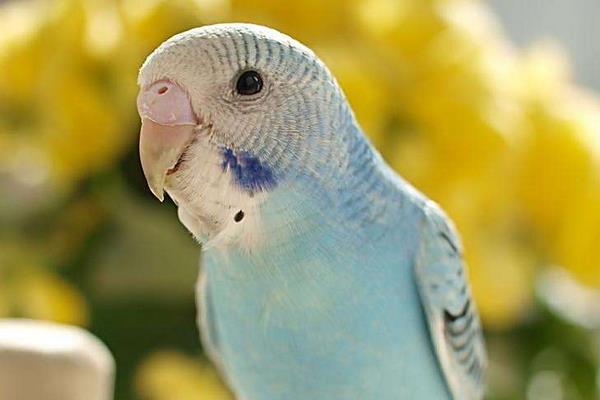 鸚鵡不吃食怎么辦 鸚鵡生病了怎么辦