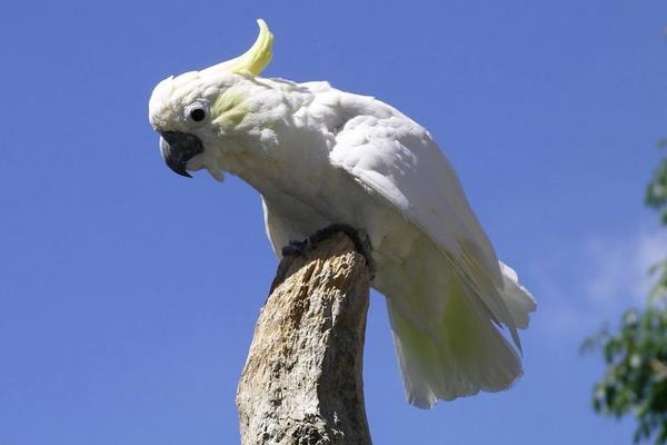 鸚鵡不吃食怎么辦 鸚鵡生病了怎么辦