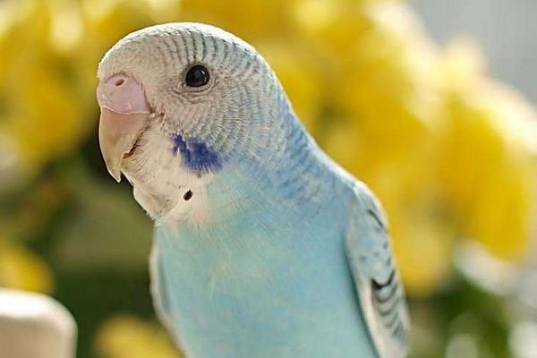 鸚鵡信任主人的表現 鸚鵡快死前的征兆